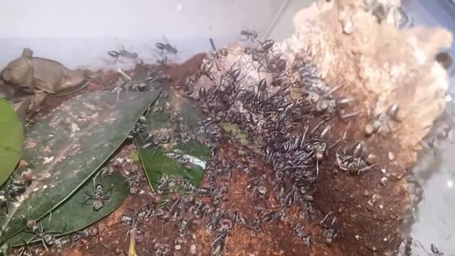 Camponotus singularis смотреть онлайн