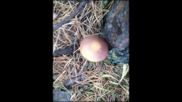 ЗОЛОТАЯ ОСЕНЬ 2019