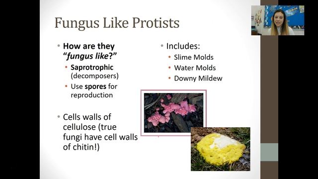 Protist And Fungi