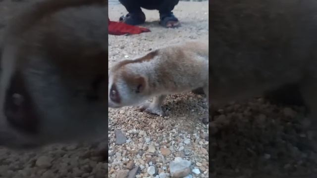 Selamat tinggal sid🥺 | kera duku | kongkang | monkey | sloth смотреть онлайн