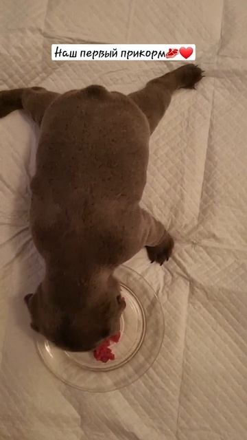 сырая говядина вымороженная 3ое суток, уговаривать непришлось❤ смотреть онлайн