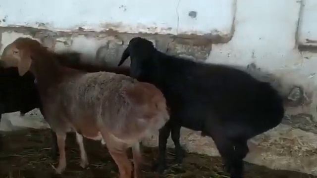 Гиссарские бараны. Гиссарские кучкары смотреть онлайн