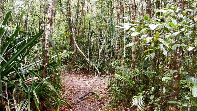Song of the Indri Lemur: from Madagascar with Love смотреть онлайн