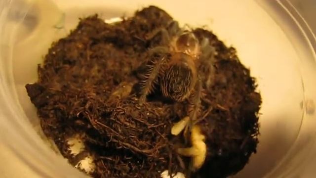 Brachypelma albopilosum eating смотреть онлайн