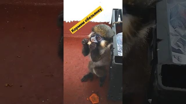 Кормим обезьянку 🐵 / Обезьяна дома / Обезьянка смотреть онлайн