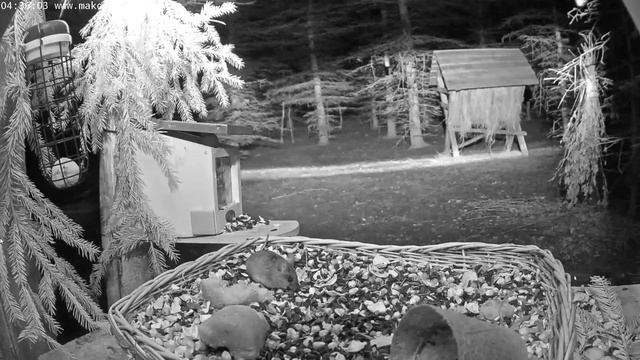 Ночная жизнь на кормушке: мышь и куница (Makov) смотреть онлайн