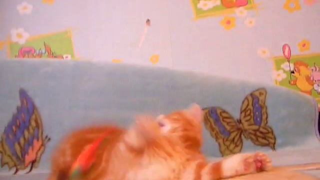 Exotic cattery Fayna Kisya смотреть онлайн