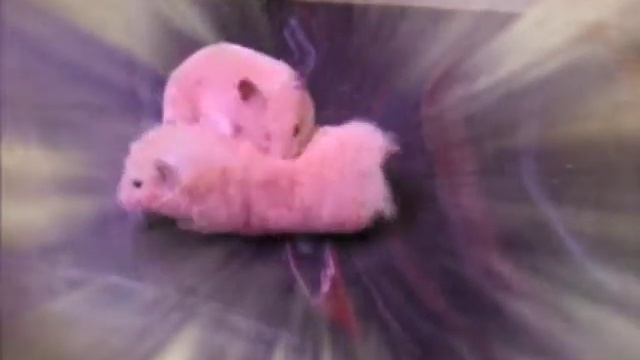 хомячья любовь.mpg смотреть онлайн