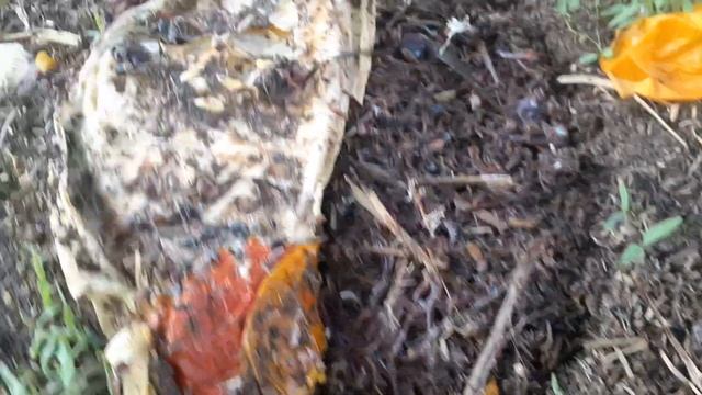 Калифорнийский шылаушын черви червь "Биогумус "87716672826 смотреть онлайн