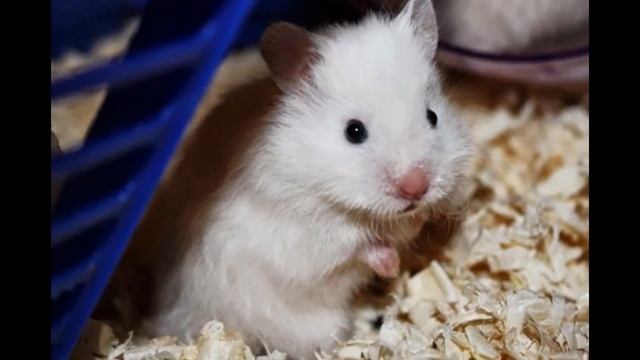 хомячки))) смотреть онлайн