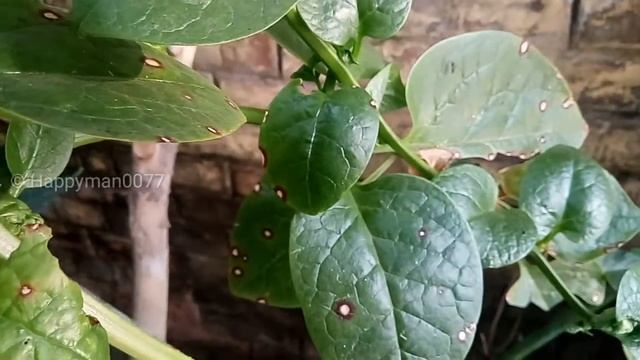 Leaf spot disease in malabar spinach and its cure смотреть онлайн