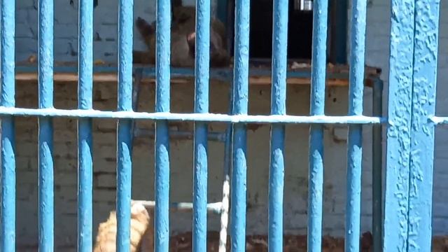 зоо обезьянки смотреть онлайн