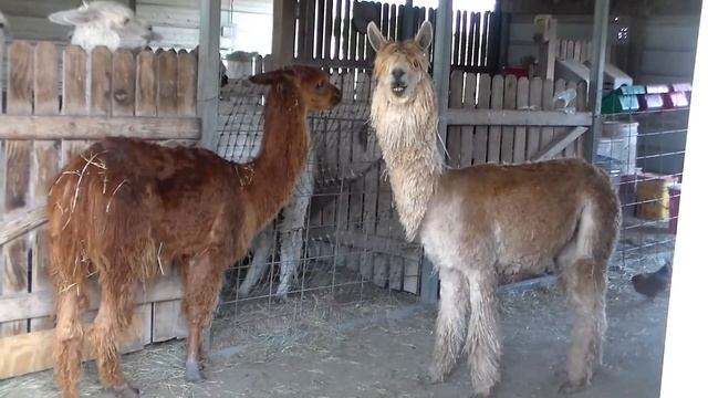 Alpaca Spit Testing to Check for Breeding Status смотреть онлайн