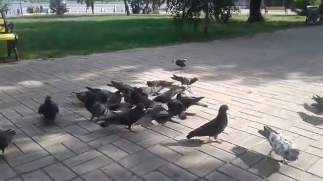 FMDM VLOG 3: УКРАИНА ГОРОД ХЕРСОН [Херсонский поэт работает продавцем сладкой ваты и кормит голубей