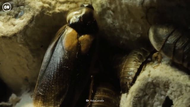 Cockroach Infestation смотреть онлайн