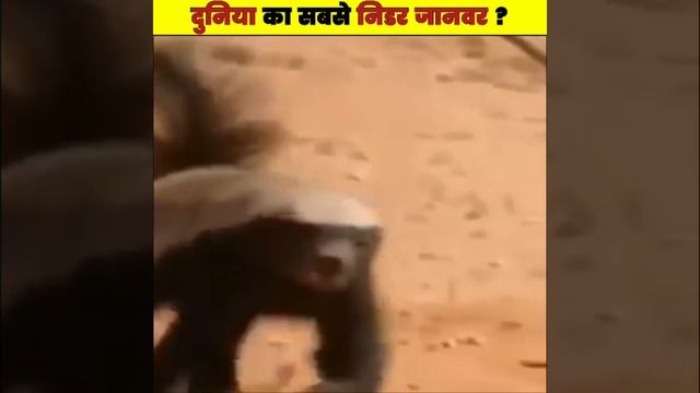 दुनिया का सबसे निडर जानवर 🤔 ? #honeybadger #shorts смотреть онлайн