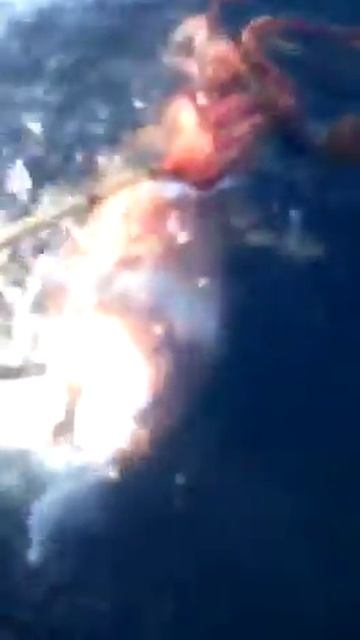 #Sea Passion Tenerife. #Calamar gigante. # Giant Architect squid смотреть онлайн