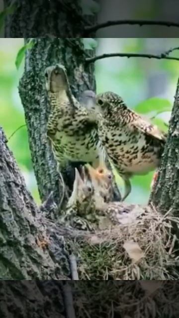 the beauty of birds in the wild смотреть онлайн