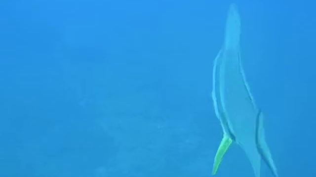 Dressage de Platax смотреть онлайн