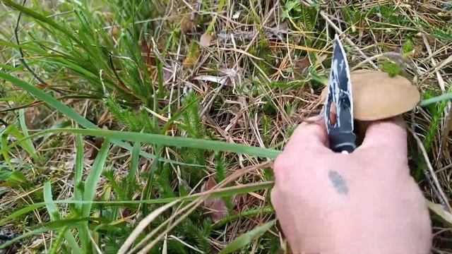 Съездили в лес.За грибами😔 #грибы2023 #грибы #влесзагрибами #влесу #ЛЕС смотреть онлайн