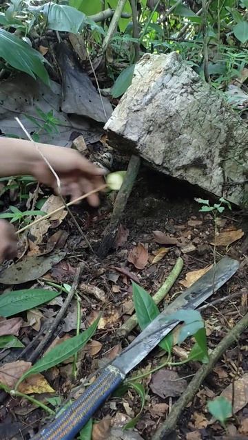 traditional rat trap 😅❤️ смотреть онлайн