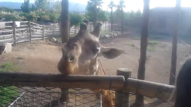Jirafa comiendo de la mano смотреть онлайн