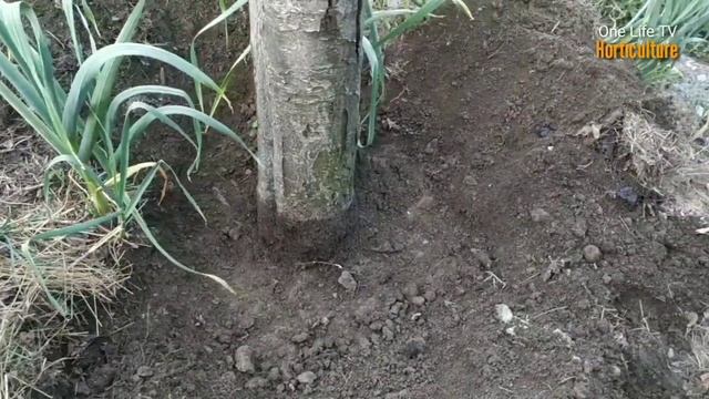 103 Beauveria Bassiana & Trichoderma से Drenching कैसे करे | смотреть онлайн