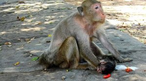 (V86) Million Sad Death Newborn Monkey Jollyrol, She Loss Her Baby.
