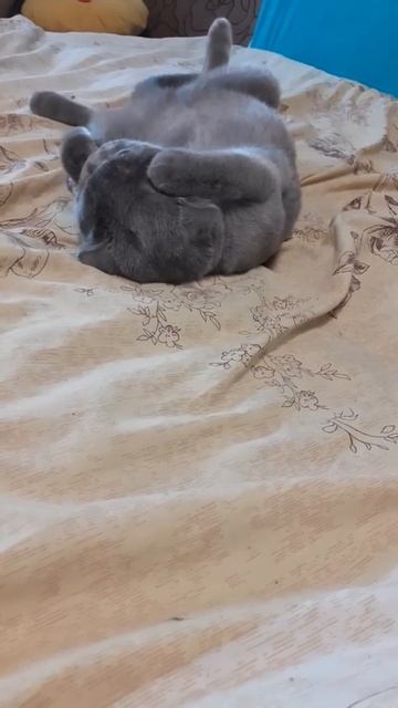 Кот))Веслоухий шотландец)))Мило умывается) смотреть онлайн