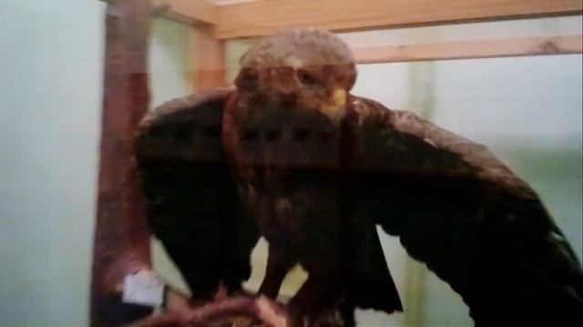 Обзор третьего дня в летнем лагере Така и Tanec.lv смотреть онлайн