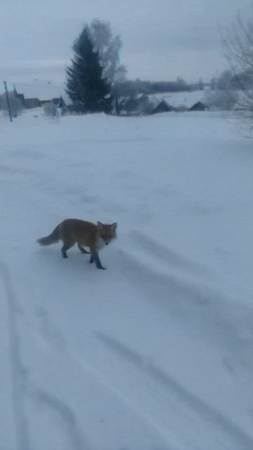 Для лисы большая рыбка! смотреть онлайн