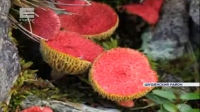 Необычный гриб Новости 09 09 15