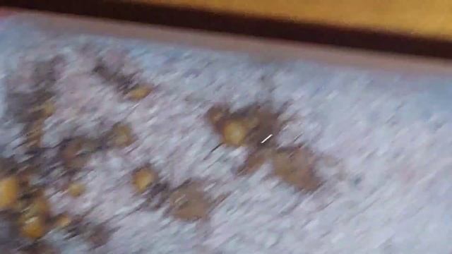 Daceton armigerum (Guyana) 11.03.2022 смотреть онлайн