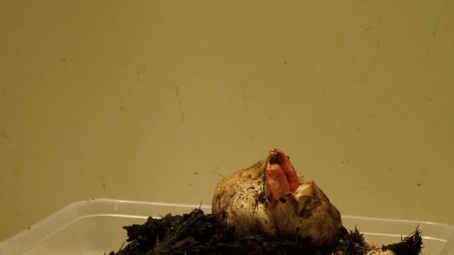 Aseroe Rubra Hatching