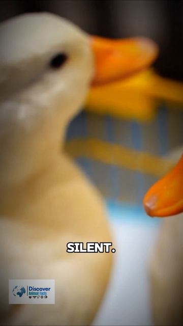 5 Interesting facts about ducks 🦆🦆🦆 #animalfactsvideo #animalshorts #animalvideo #facts #shorts смотреть онлайн