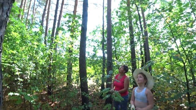 Прогулка в лесу смотреть онлайн