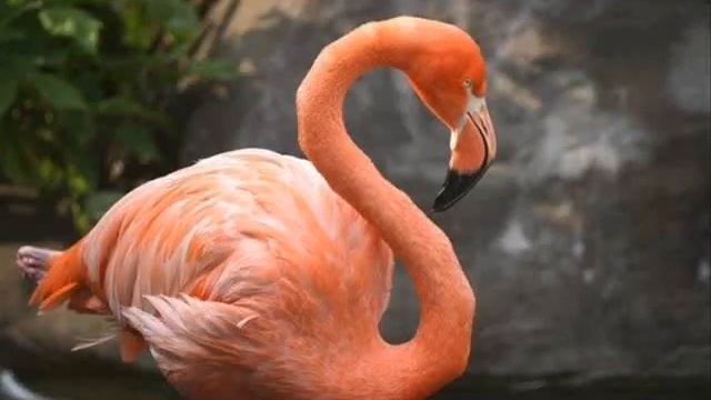 МИР ФЛАМИНГО смотреть онлайн