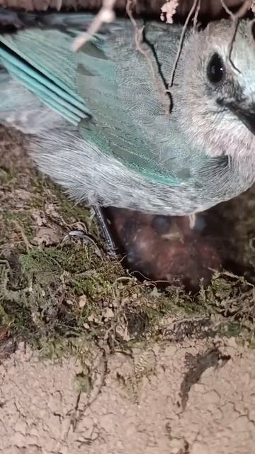 Bird mother takes care of babies in a clean bird nest #119 смотреть онлайн