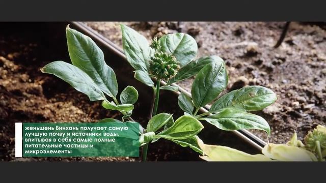 Здоровье. Женьшень качества Bing Han. Узнайте о царе всех трав.