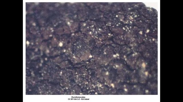 Eurotiomycetes смотреть онлайн