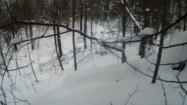 Очередная проверка капканов на Куницу... смотреть онлайн