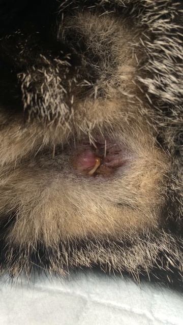 Lintworm bij de kat смотреть онлайн