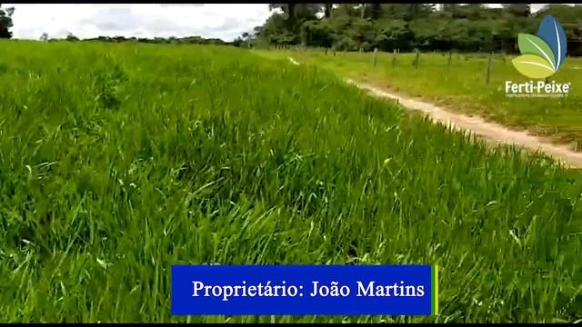 Controle Biológio Da Cigarrinha Das Pastagem -Adubação E Fungo Metarhizium Anisopliae - Ferti-Peixe