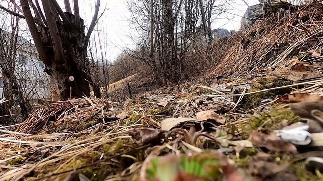 08.05.2021 Birds in garden - Brambling + more. Video for cats to watch. Garden ASMR смотреть онлайн