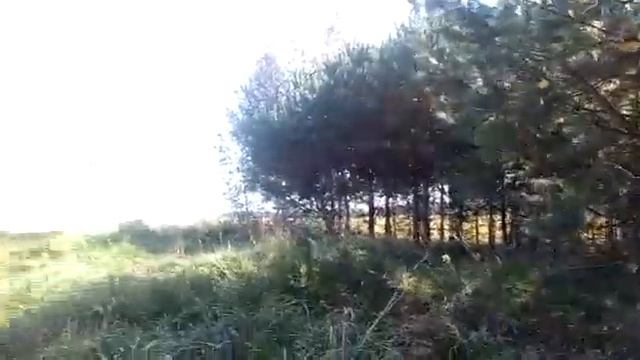По грибы возле Добруша смотреть онлайн