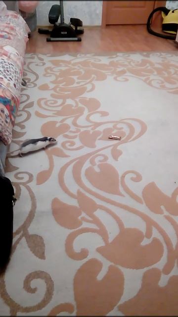 кража конфеты крысой Ларисой смотреть онлайн