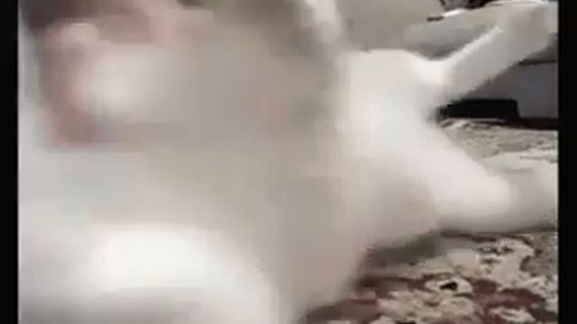 Заряжайтесь позитивом Смешное видео про кошек смотреть онлайн