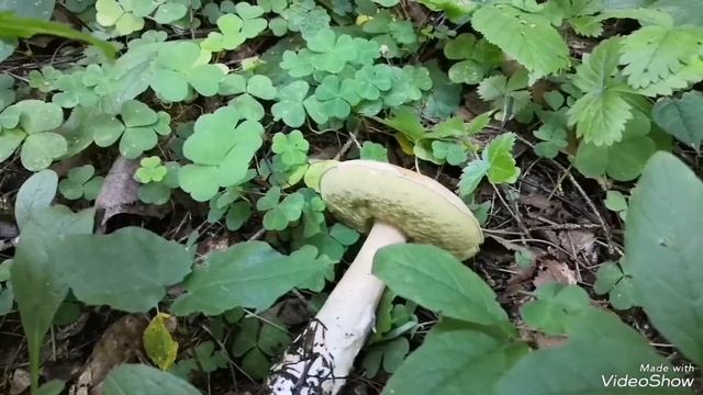 Сбор грибов 2 августа 2023 года.