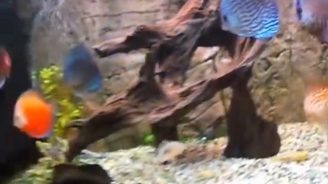 DISCUS COLOR IN 230 LTRS смотреть онлайн