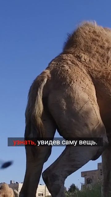 Познание божественного образа. познание, божественный образ, сущность #кино #напоминание #шортс смотреть онлайн